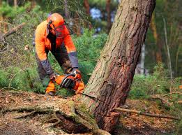 Best Tree Risk Assessment  in Cattaraugus, NY