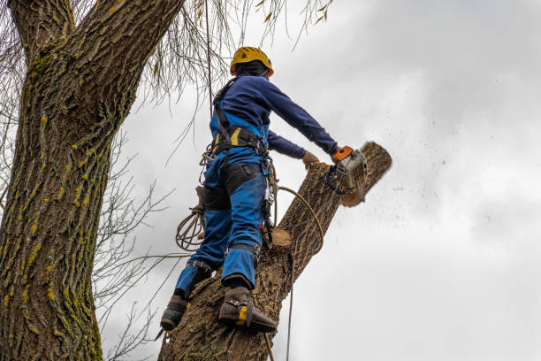 Reliable Cattaraugus, NY Tree Services Solutions