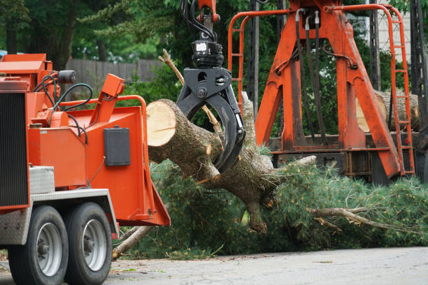 Best Stump Grinding and Removal  in Cattaraugus, NY