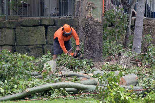 How Our Tree Care Process Works  in  Cattaraugus, NY